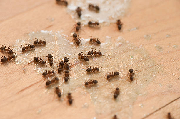 Pest Control Cost in Universal City, TX