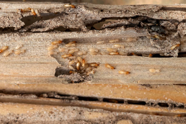 Universal City, TX Pest Control Company